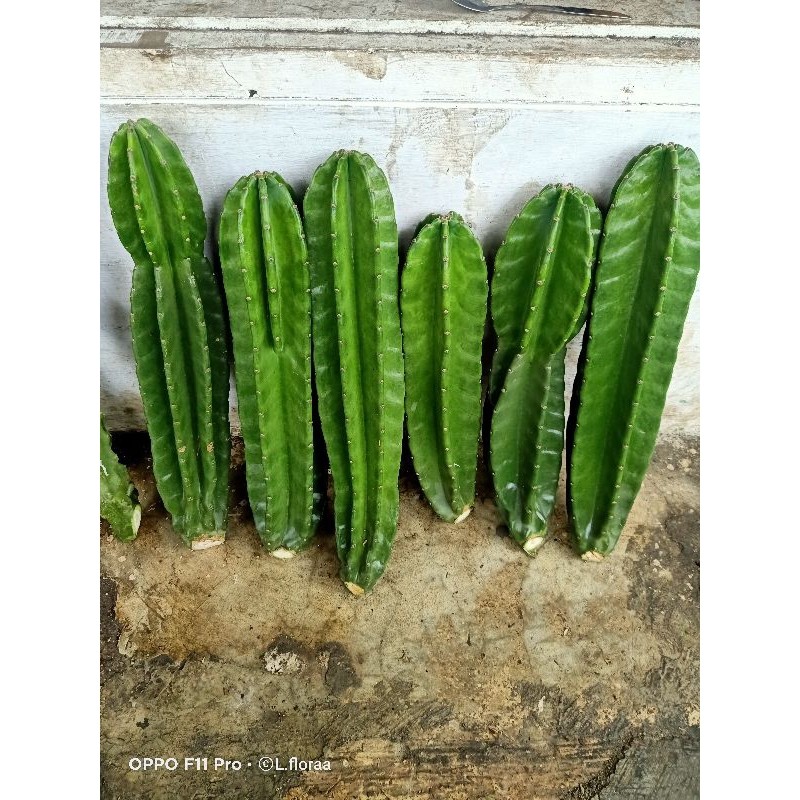 (BISA COD) Tanaman Kaktus Koboi JUMBO Isi 7pcs Kualitas Super Premium / Bunga Kaktus / Tanaman Kaktu