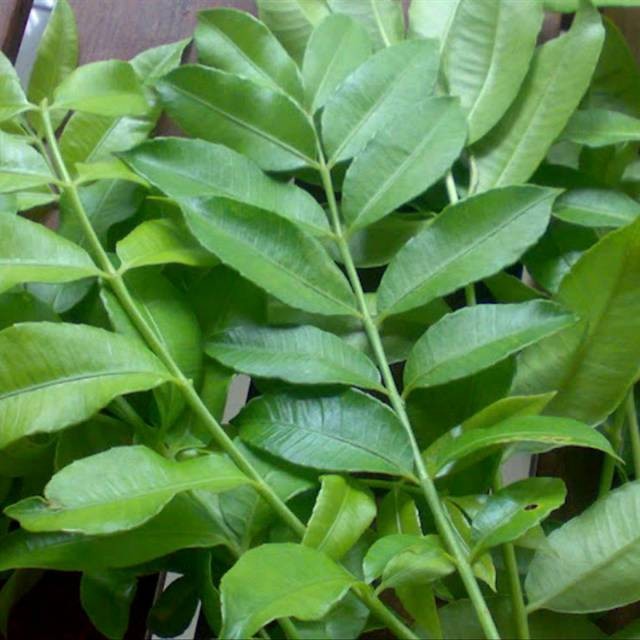 

Termurah Daun kedondond segar 500gram organik siap petik