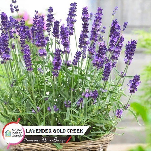Tanaman Bunga Lavender Gold Creek ( Lavender Asli ) - Bibit Tanaman Bunga Wangi Lavender Goldcreek