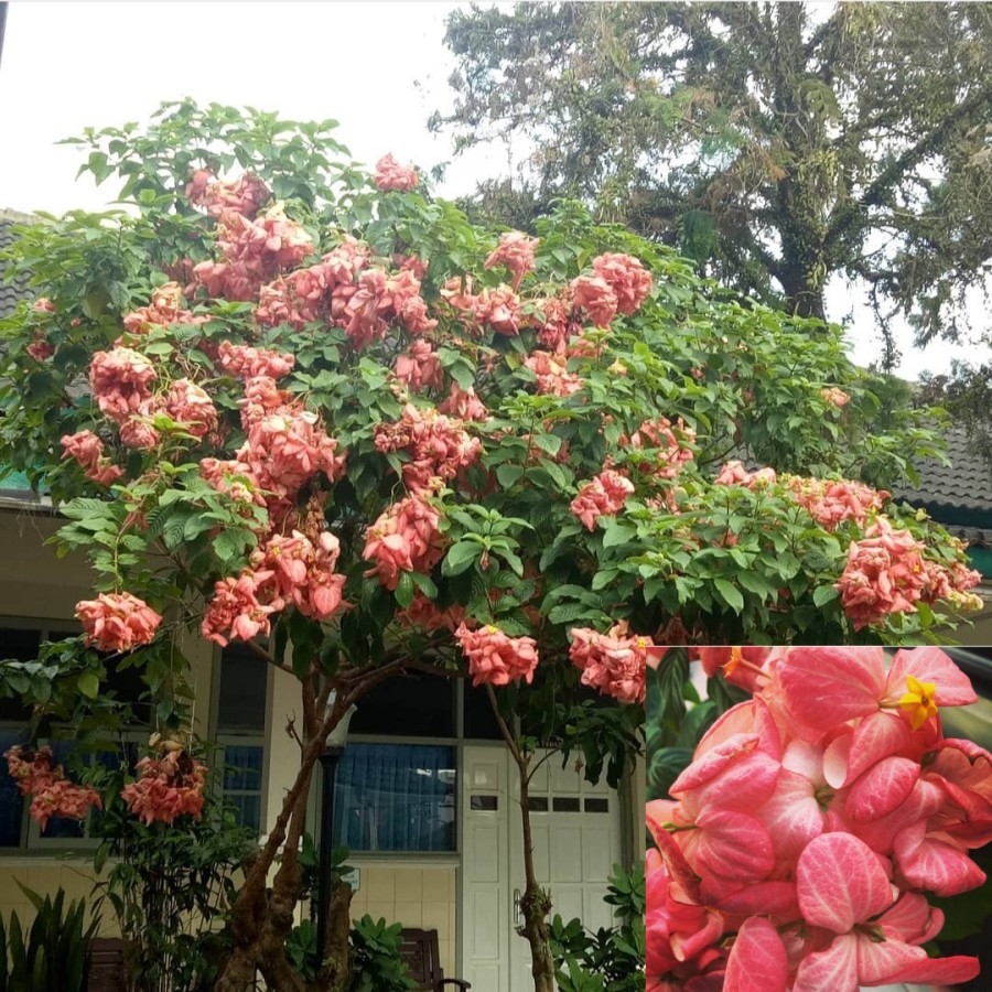 Tanaman Hias Nusa Indah - Bunga Nusa Indah