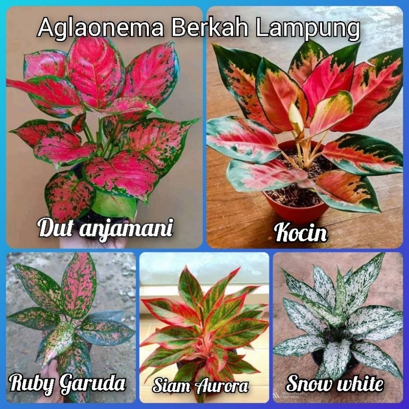 Paket murah 5 jenis aglonema terlaris remaja - dewasa