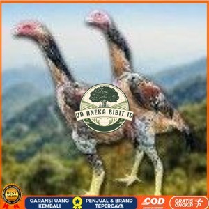 

telur tetas ayam shamo super berkualitas unggul UD ANEKA BIBIT ID