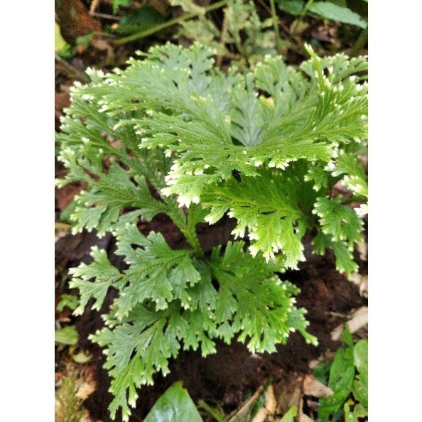 tanaman hias cakar ayam hutan langka