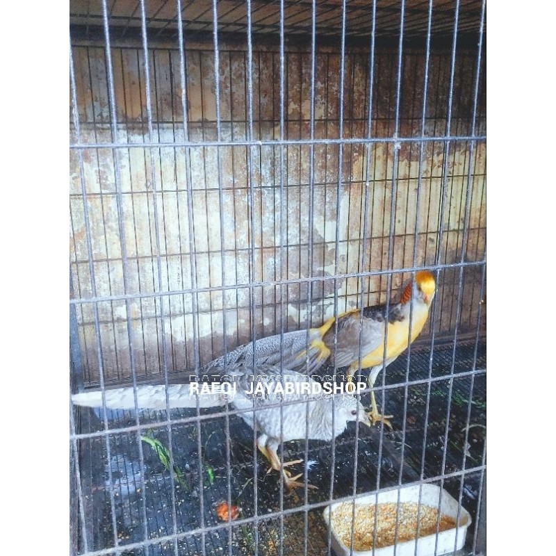 AYAM YELLOW PHEASANT SEPASANG
