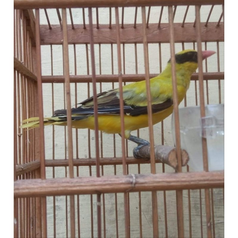 BURUNG KEPODANG BETINA