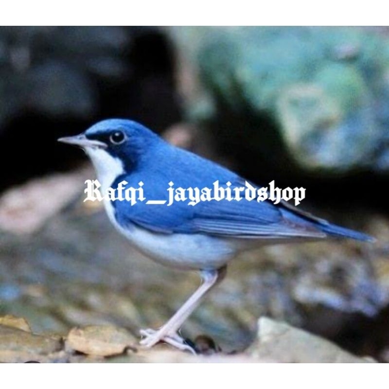 SIBERIAN BLUE ROBIN JANTAN