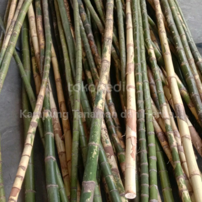 BATANG PALEM WAREGU BAHAN ALAT PANCING/KERAJINAN 180cm