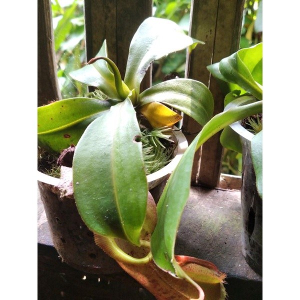 angrek langka kantong semar