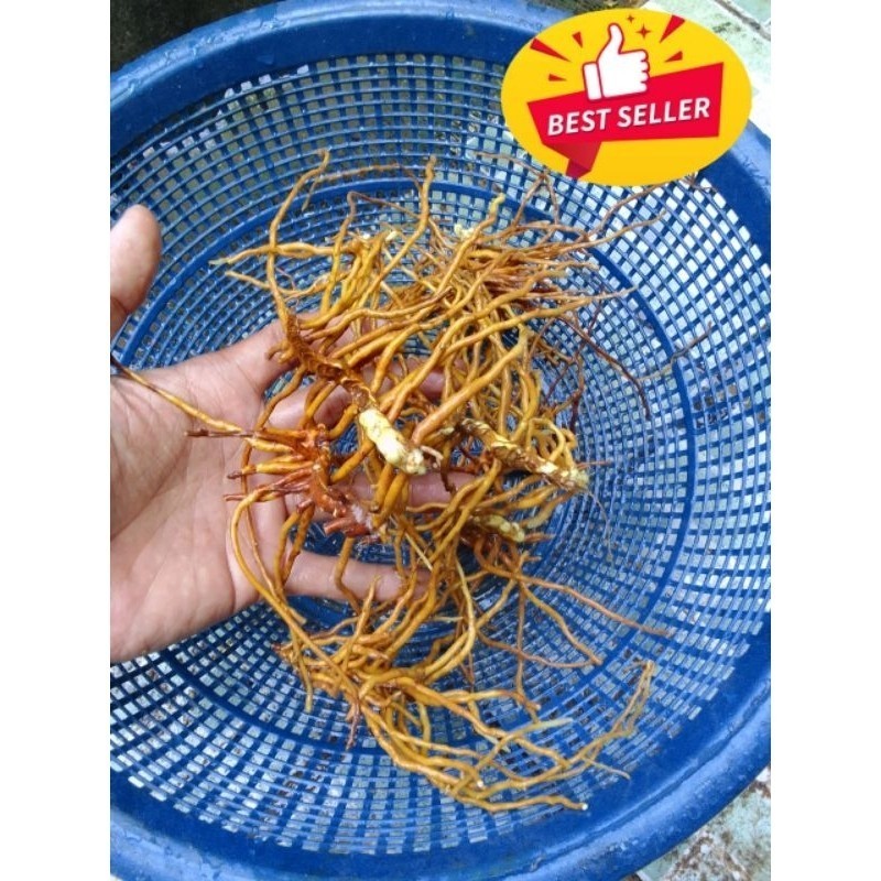

cod Akar Tunjuk Langit Segar 250 g ,