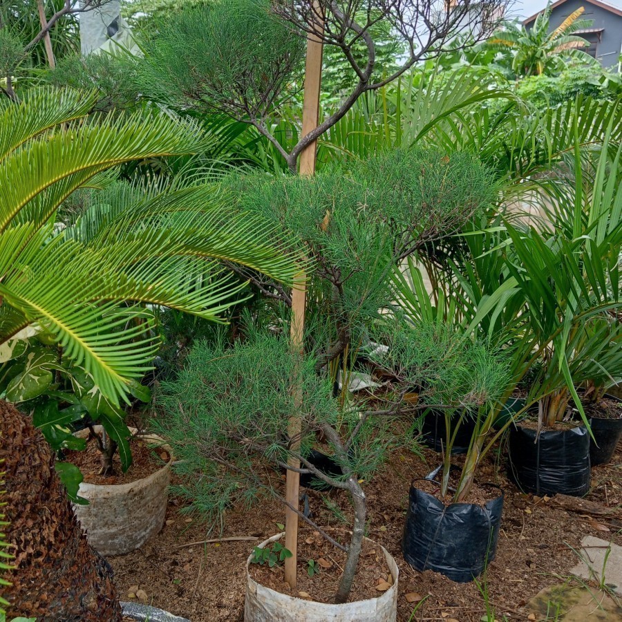 Cemara Udang 1Meter+ - Casuarina equisetidolia - Tanaman Cemara Udang 1m+ lebih