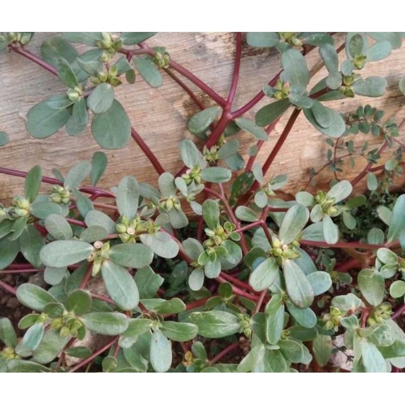 

Daun krokot tanaman krokot segar 250 gram