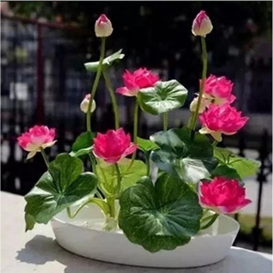 Biji Benih Lotus Mini Bunga Teratai - Hijau - Ungu - Hijau - Benih teratai cepat tumbuh