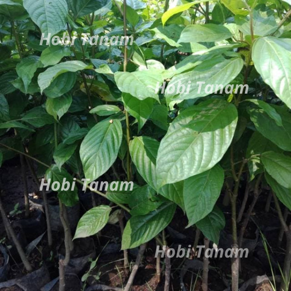 bibit Kenanga cepat berbunga siap tanam tanaman kenanga tanaman gading// bibit kantil bibit bunga ke