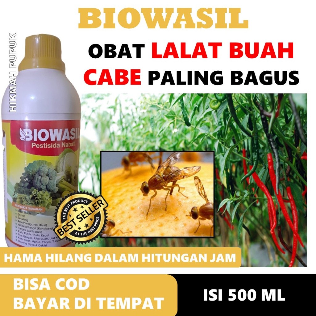 (ASLI MURAH) BIOWASIL OBAT LALAT BUAH PADA TANAMAN CABAI, Obat Alami Lalat Buah Pada Cabe, Obat Lala