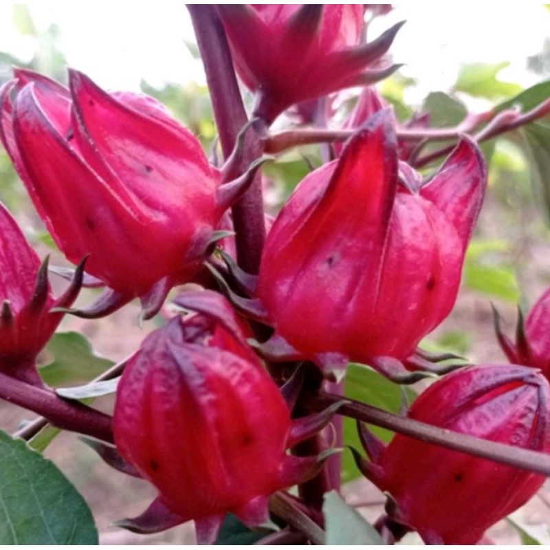 Fresh asli Bibit Tanaman Bunga Rosella Merah Sudah Berbunga Segar cantik