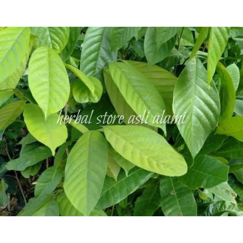 

herbal daun duku/daun dukuh segar