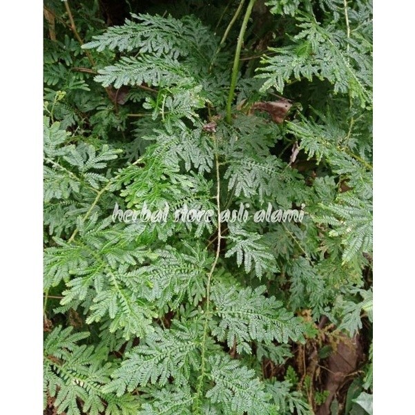 

herbal daun cakar ayam segar/cemara kipas gunung