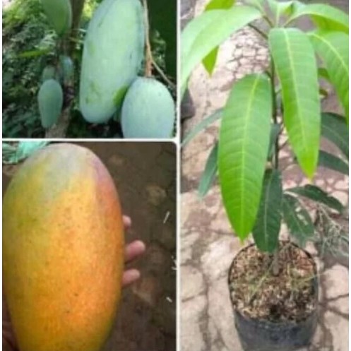 Bibit Buah Mangga Kiojay Thailand Buah Besar Okulasi