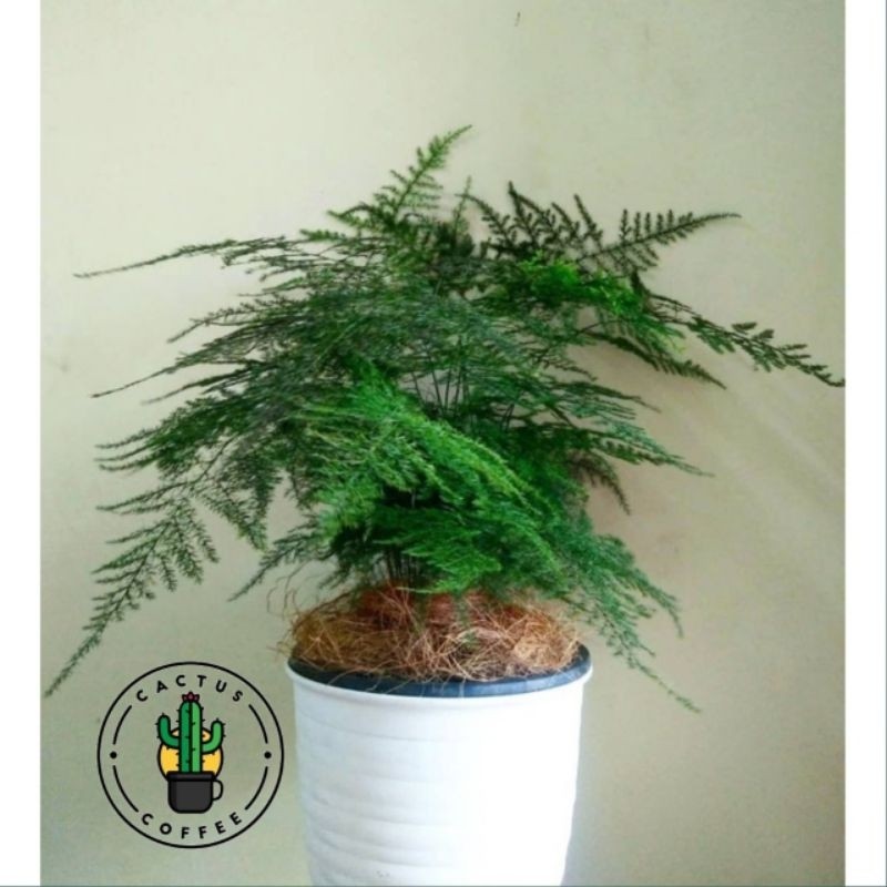 Tanaman Hias Asparaga - Tanaman Hias Hidup Asparaga - Tanaman Hidup Indoor outdoor  Asparaga