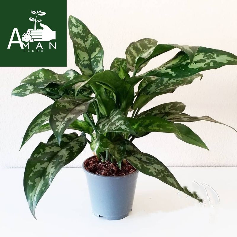 ( BISA COD ) Tanaman Hias Aglonema Srirejeki Army - Blanceng Sri Rejeki Armi / Bunga Hias Aglaonema 