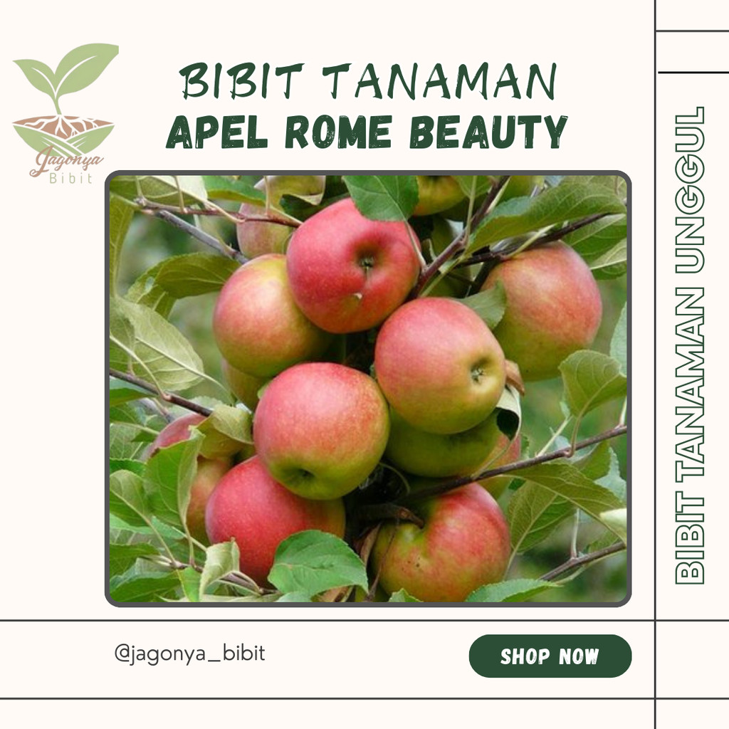 Bibit Apel Rome Beauty Malang Cangkok dan Stek