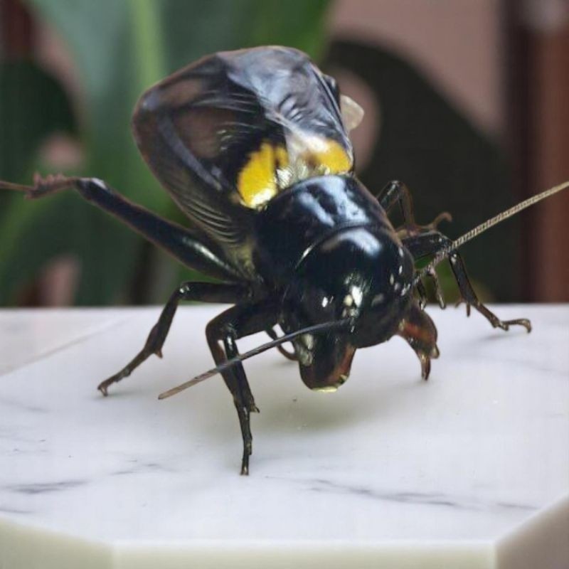 JK JK Paket 5 - 10  jangkrik kalung bonus kandang bambu, jangkrik Jaliteng , jangkrik jrabang jangkr