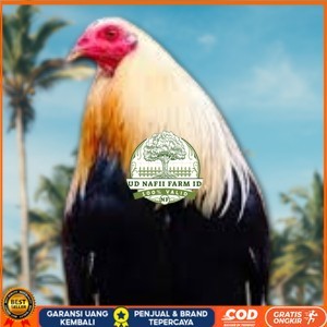 

telur ayam philipin asli AK47 bisa untuk di tetaskan vertil ori UD NAFII FARM ID