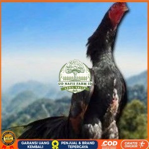

telur ayam shamo tarung vertil original resmi UD NAFII FARM ID