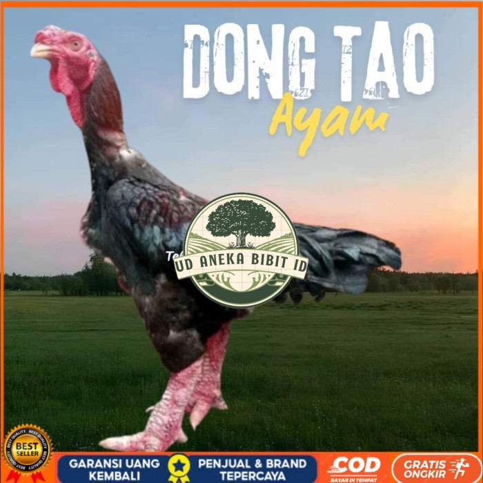 

telur ayam dong tao Vietnam ori bisa untuk di tetaskan original berkualitas UD ANEKA BIBIT ID