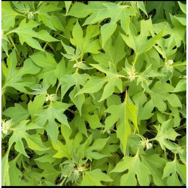 

daun insulin/250g