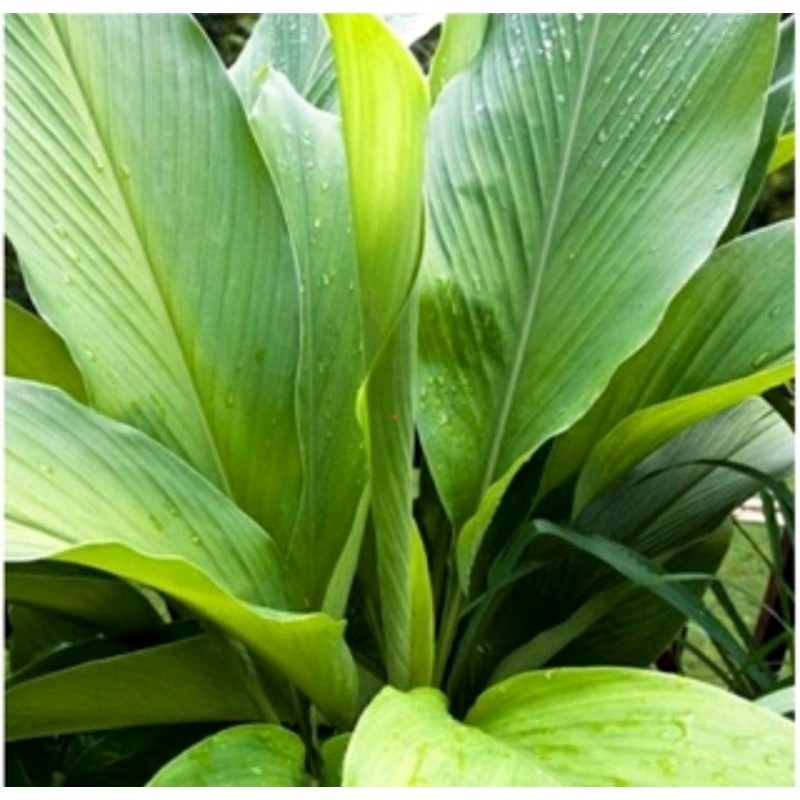 

Daun kunyit segar per 30 lembar fress