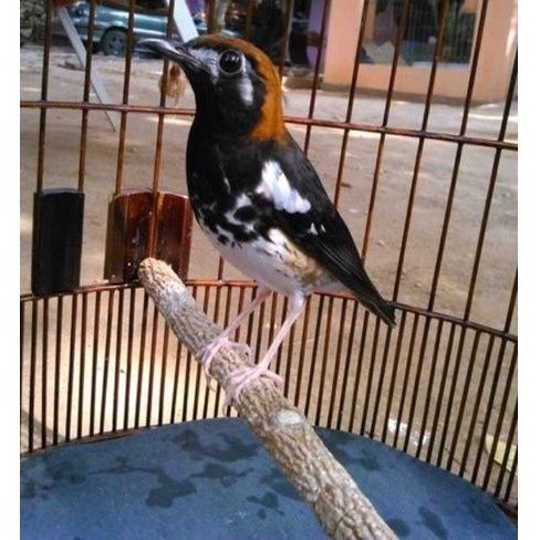 anis kembang bahan pilihan jantan