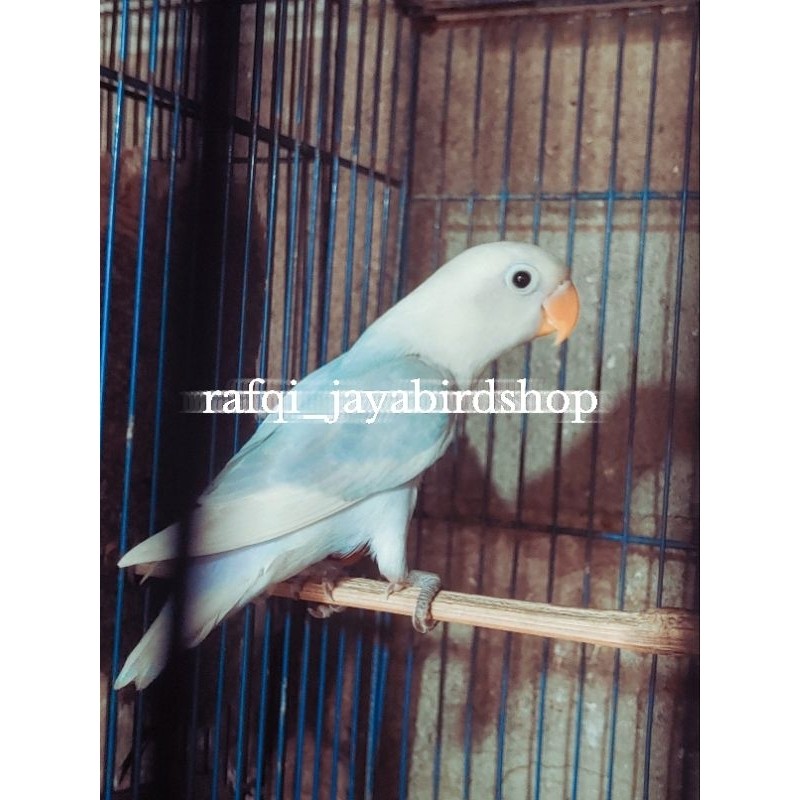 BURUNG LOVEBIRD BIOLA BLUE