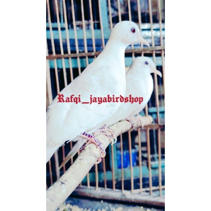 BURUNG PERKUTUT PUTIH KAPAS JANTAN/BETINA