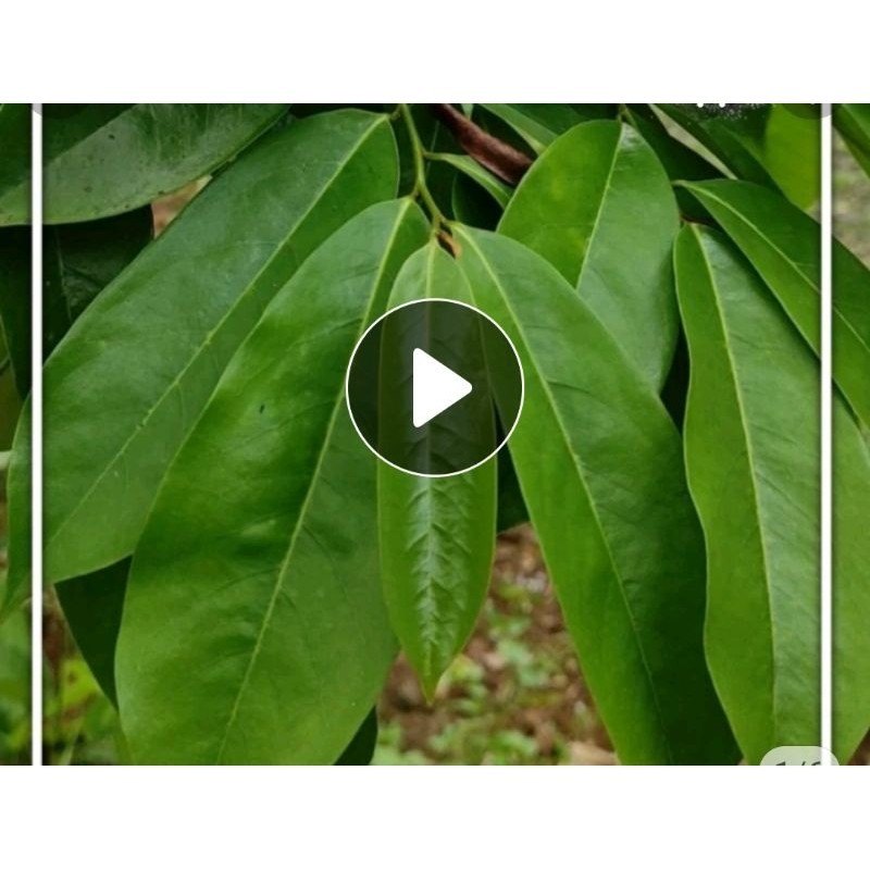 

daun sirsak perlembar 100 lembar