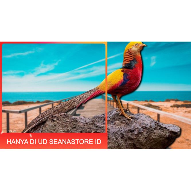 

telur ayam hias goldenpheasant bisa untuk di tetaskan UD SEANASTORE ID