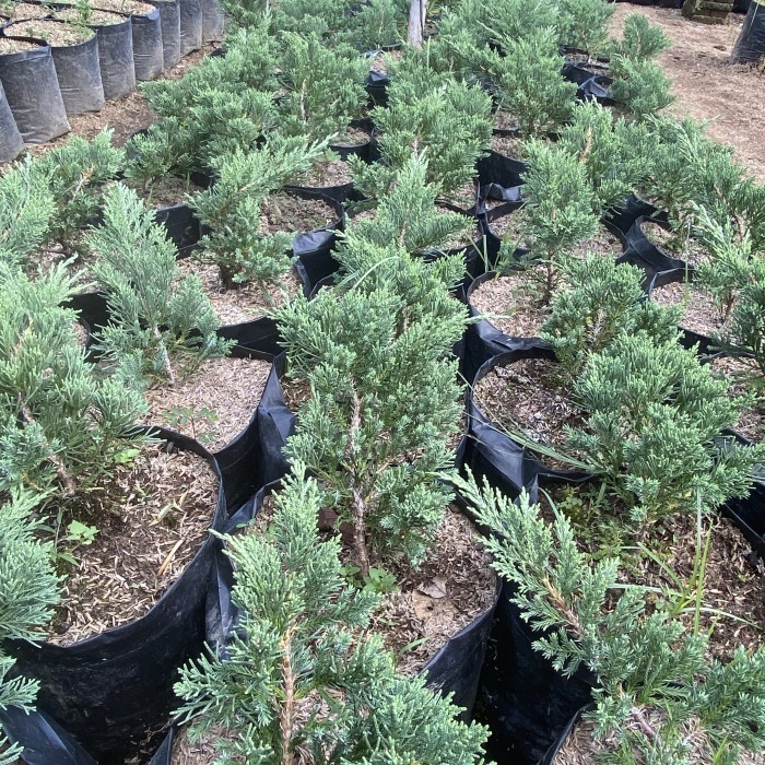 bahan bonsai cemara blue sinensis