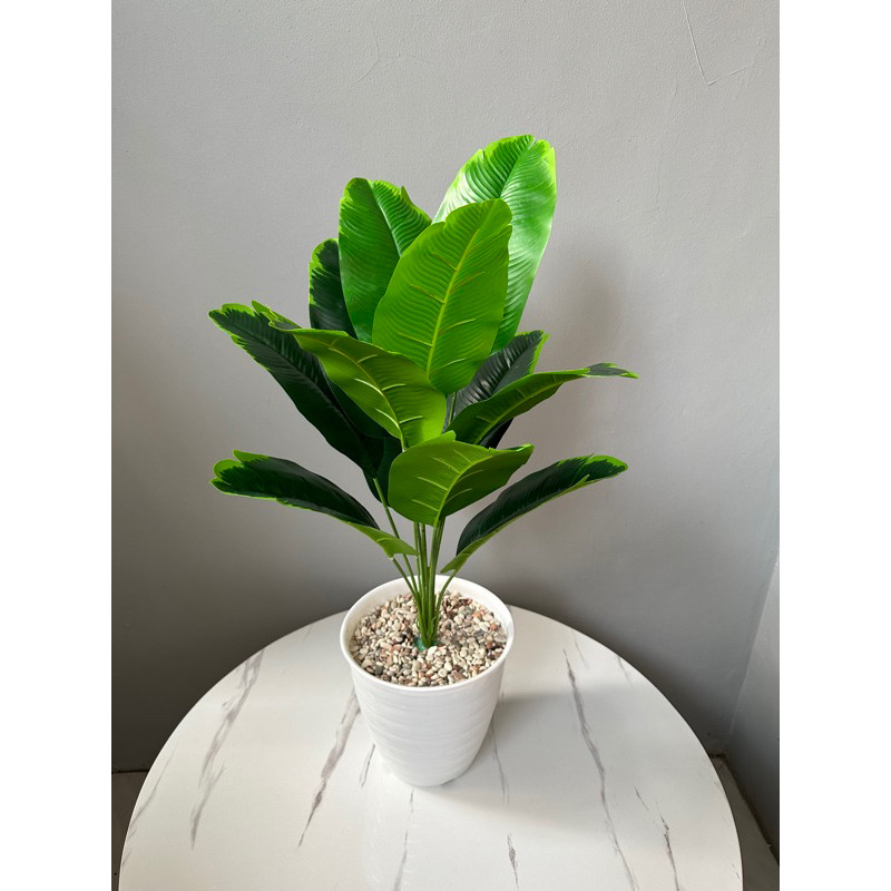 TANAMAN PISANG PALSU 12DAUN(sudah termasuk pot)