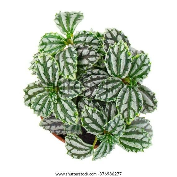 Tanaman Hias Pilea Alumunium / Pilea Silver / pilea watermelon