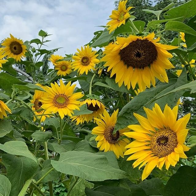 Tanaman bibit bunga matahari