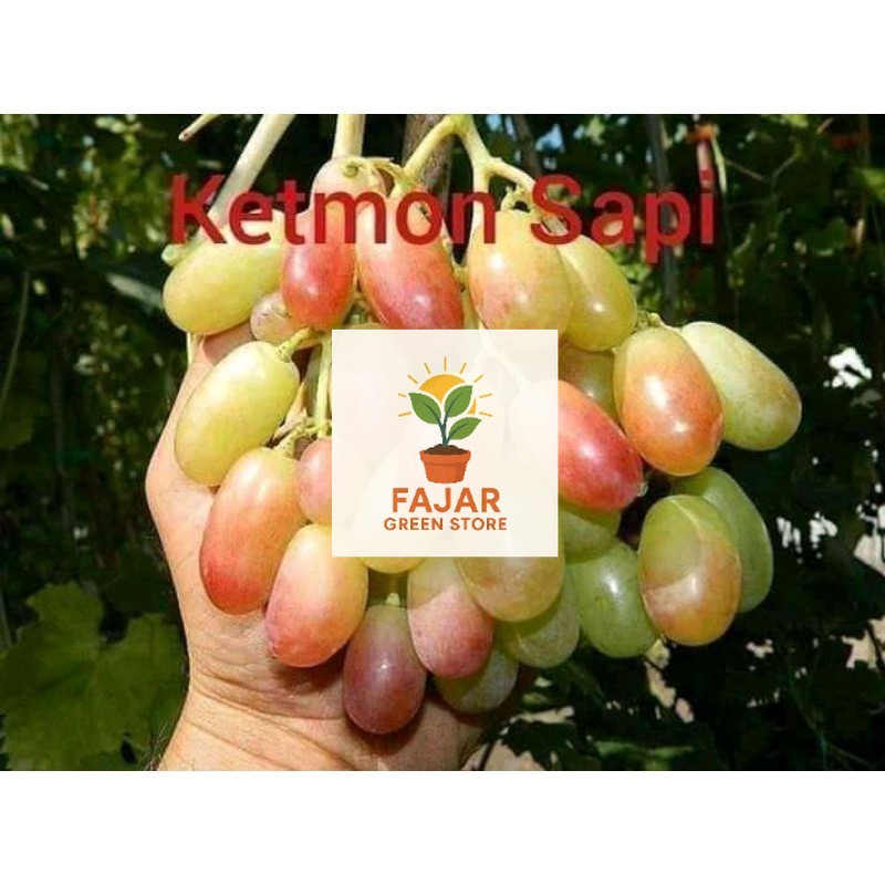 BIBIT ANGGUR IMPORT KETMON SAPI SEDLESS (bibit anggur stek/grafting) bibit anggur murah FAJAR GREEN 