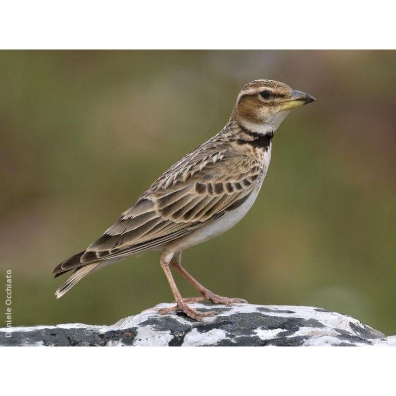 BURUNG BRANJANGAN BIMAKULA LARK JANTAN