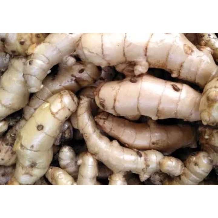 

Temu ireng segar- temu hitam fresh 1KG kualitas premium