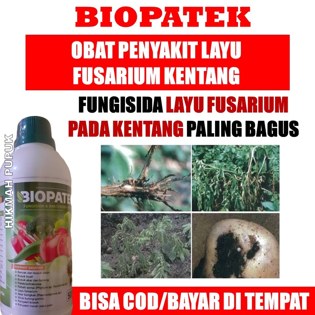 (LANGSUNG KIRIM) Obat Organik Cair Mengatasi Layu Fusarium pada Tanaman & Buah Kentang Paling Ampuh,