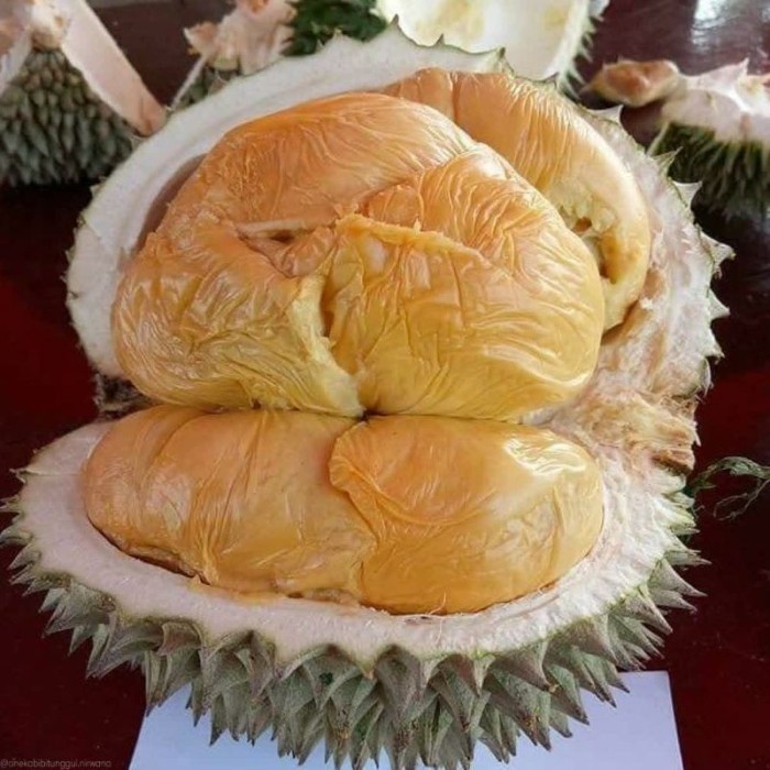 BIBIT DURIAN BLACK THORN SUPER OKULASI