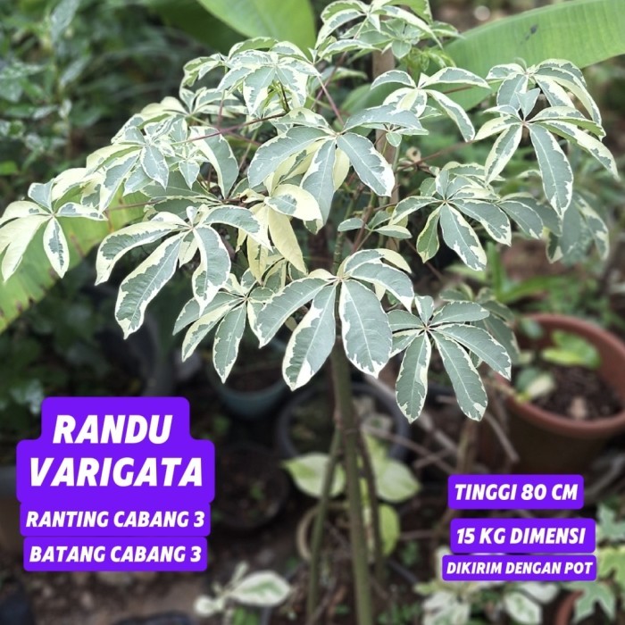 randu varigata kapok putih tanaman hias randu putih varigata tanaman hias landscape outdoor kreatif 