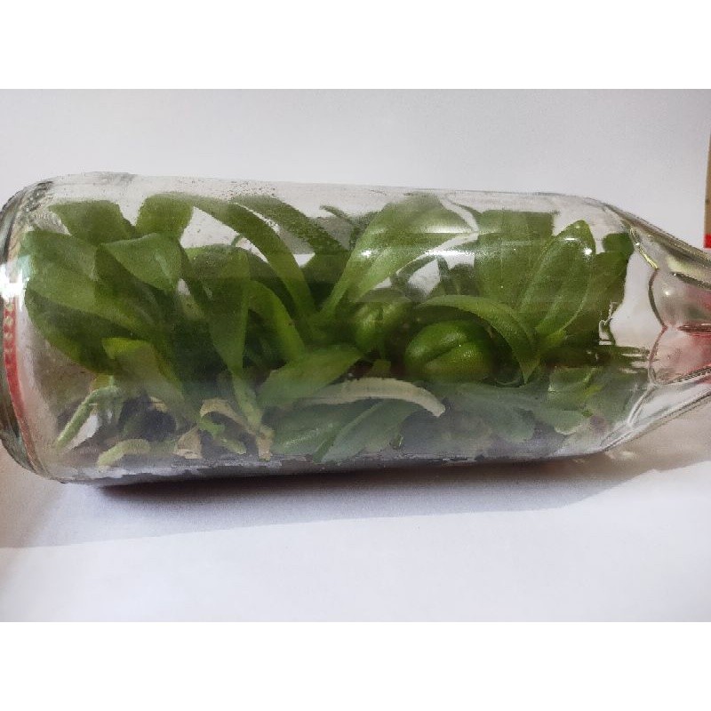 Bibit Botolan Anggrek Bulan Murah