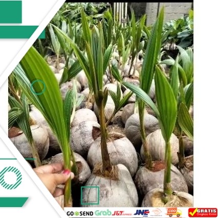 bibit  kelapa genjah entok super genjah