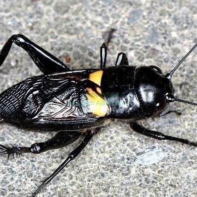 JK JK jangkrik aduan~jangkrik kalung super pengusir tikus paket 5 ekor SUPER .