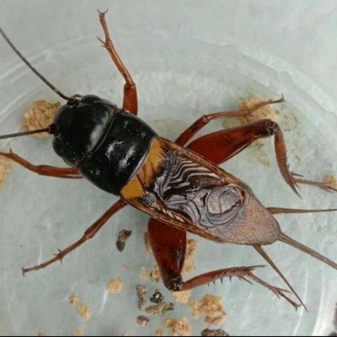 JK JK TERLARIS jangkrik super murah - jangkrik aduan - jangkrik jarabang - jangkrik Selamat Berbelan